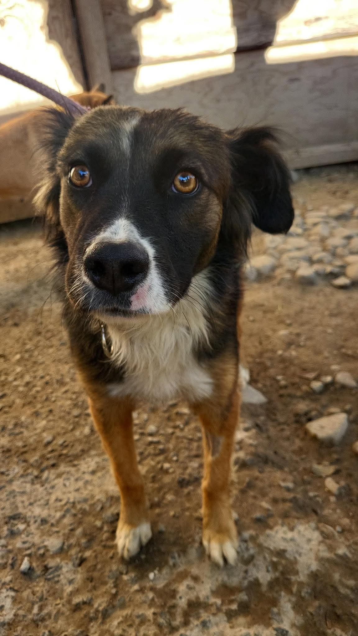 Rocky T, photo 3