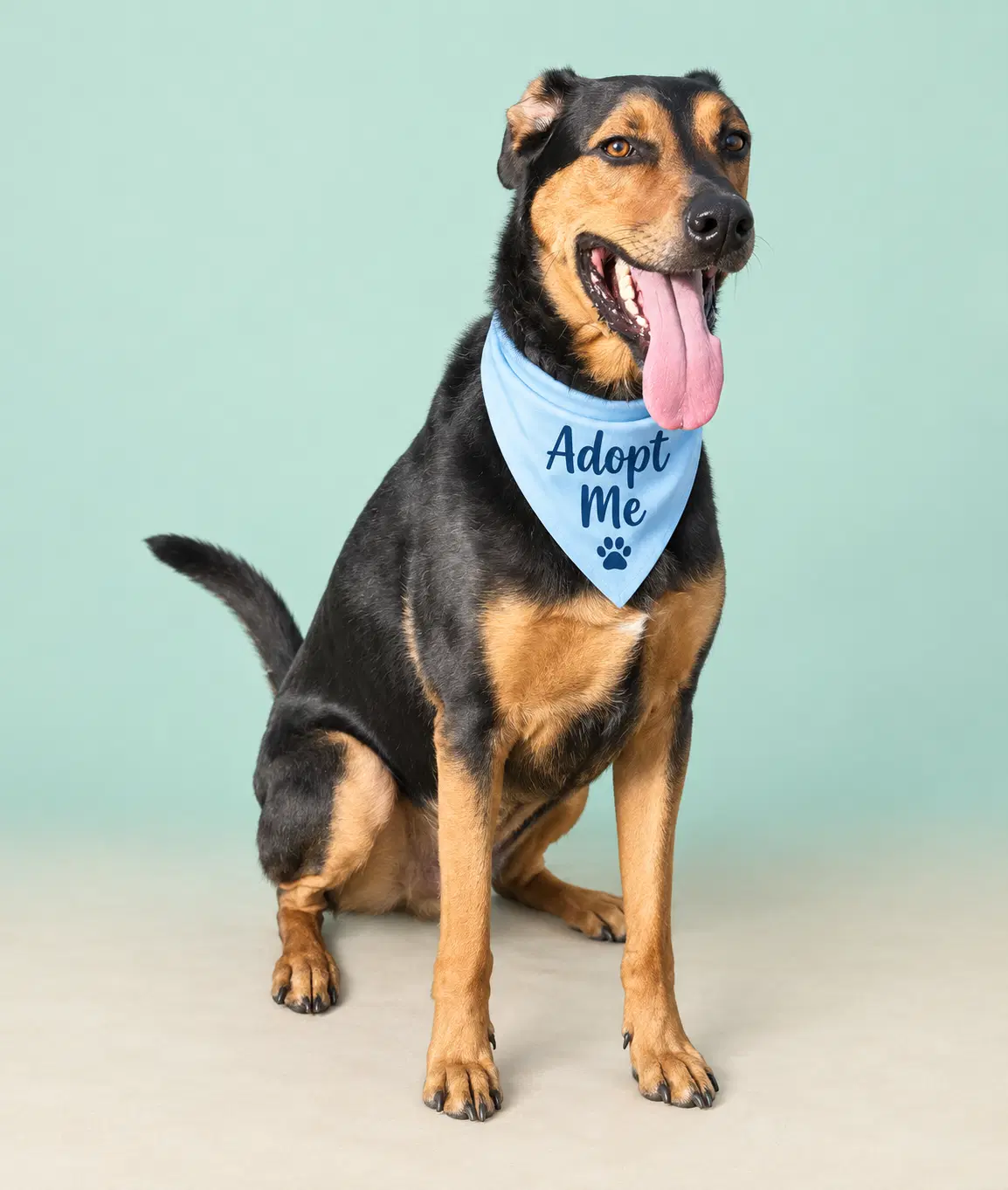 Kobe - Doberman Pinscher