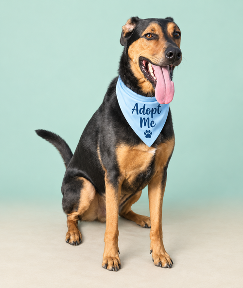 Kobe, a dog for adoption from Ozzie and Friends Rescue Inc