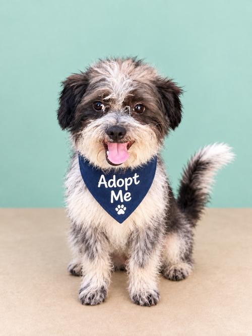 Gizmo N, a dog for adoption from Ozzie and Friends Rescue Inc