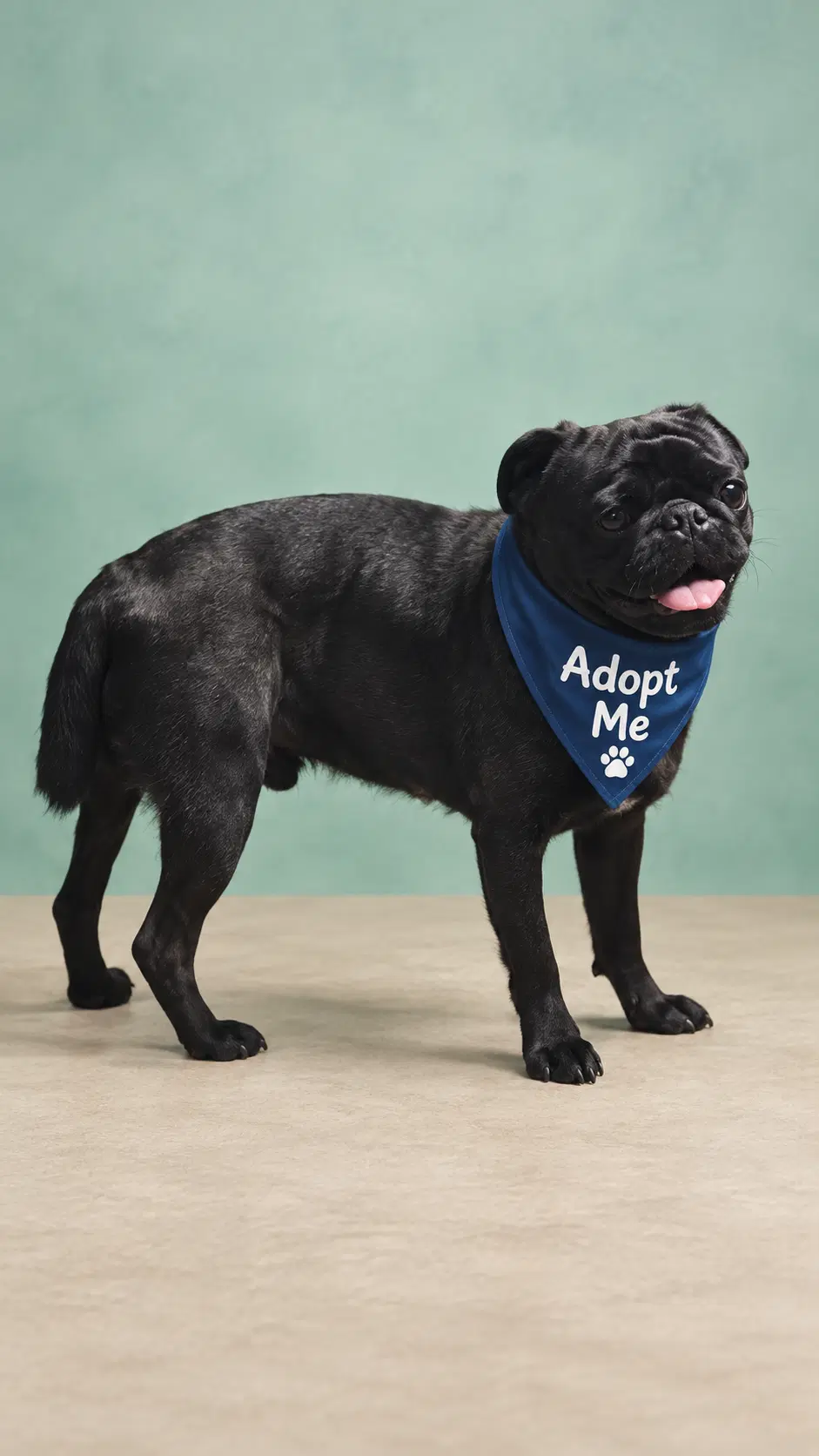 Calico - Pug