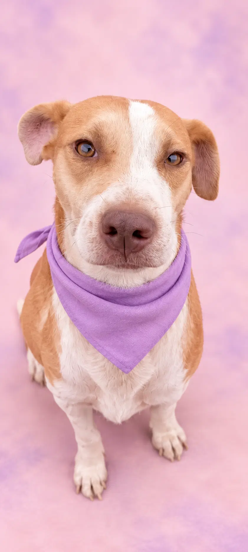 Pecas Ady - Terrier