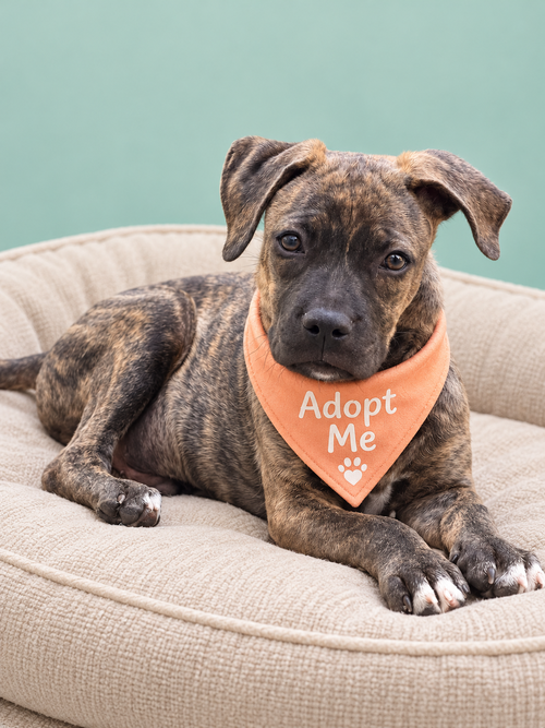 Mateo N, Terrier / Mixed (short coat)