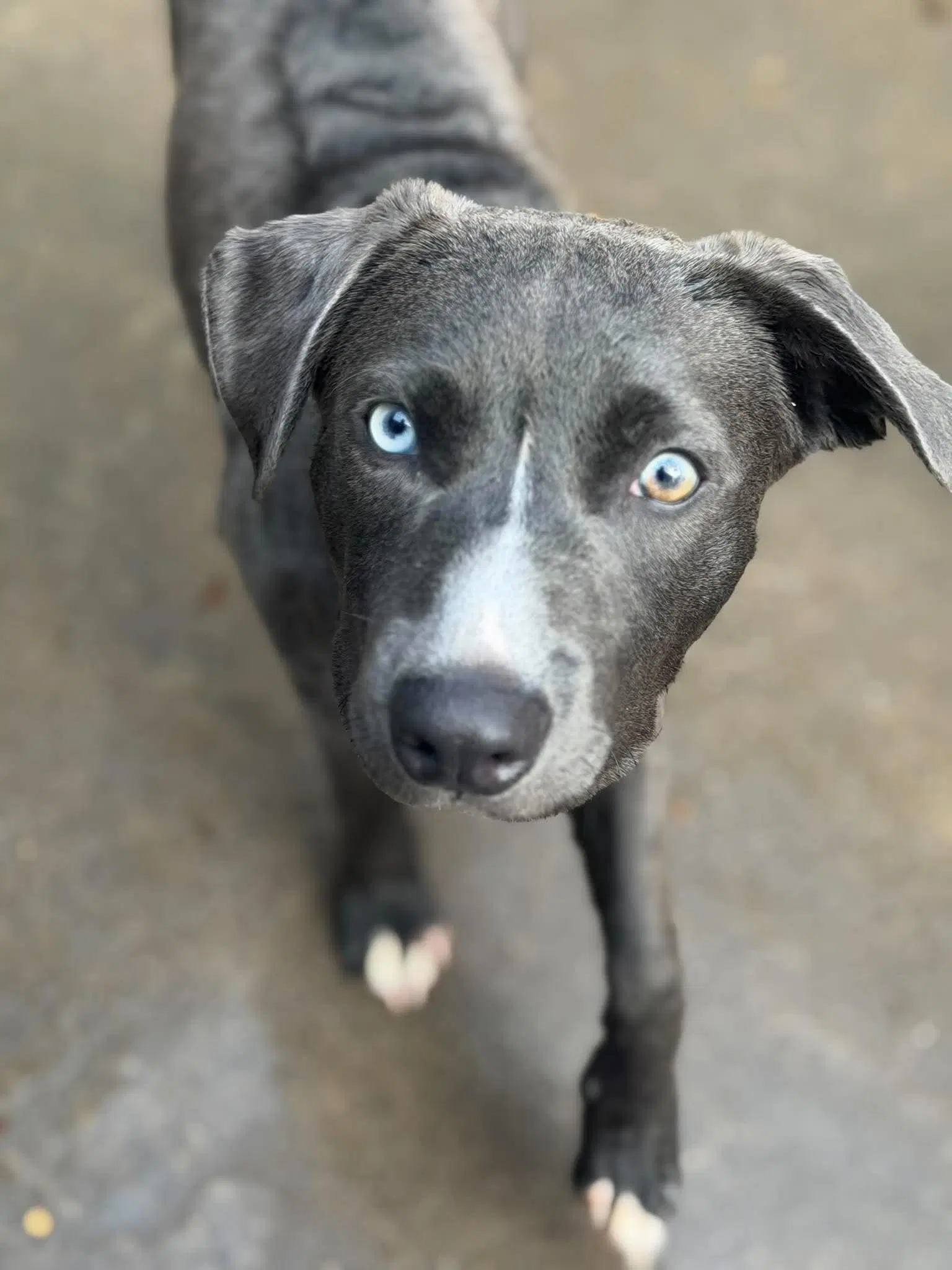 Faucet - American Staffordshire Terrier