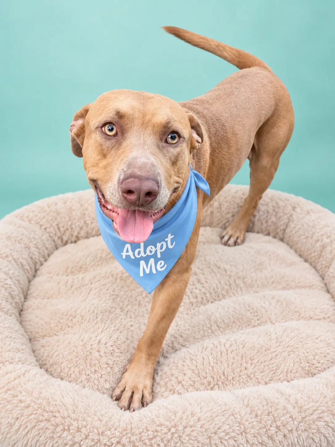 Dickey - Weimaraner