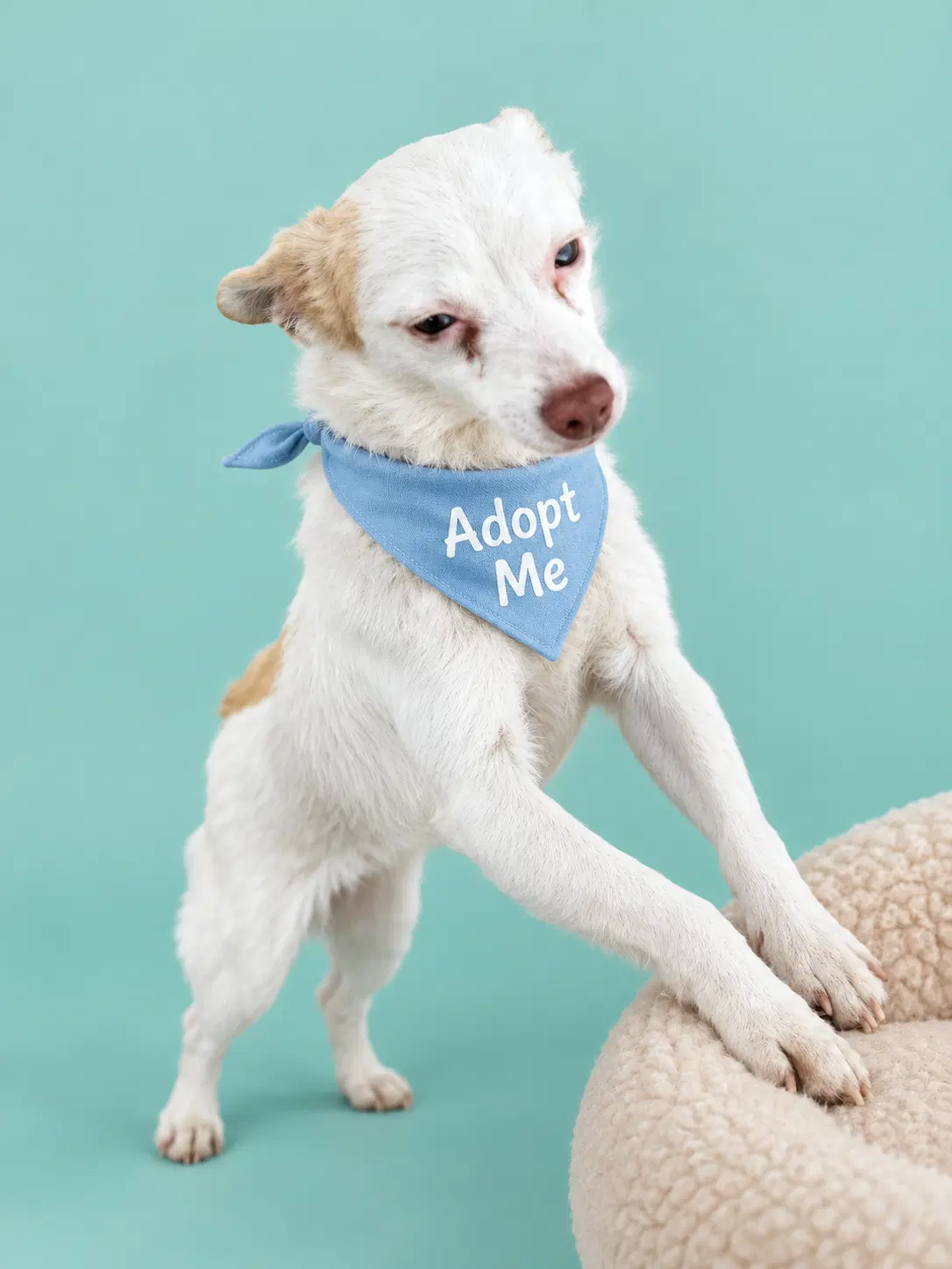 Mickey - Jack Russell Terrier