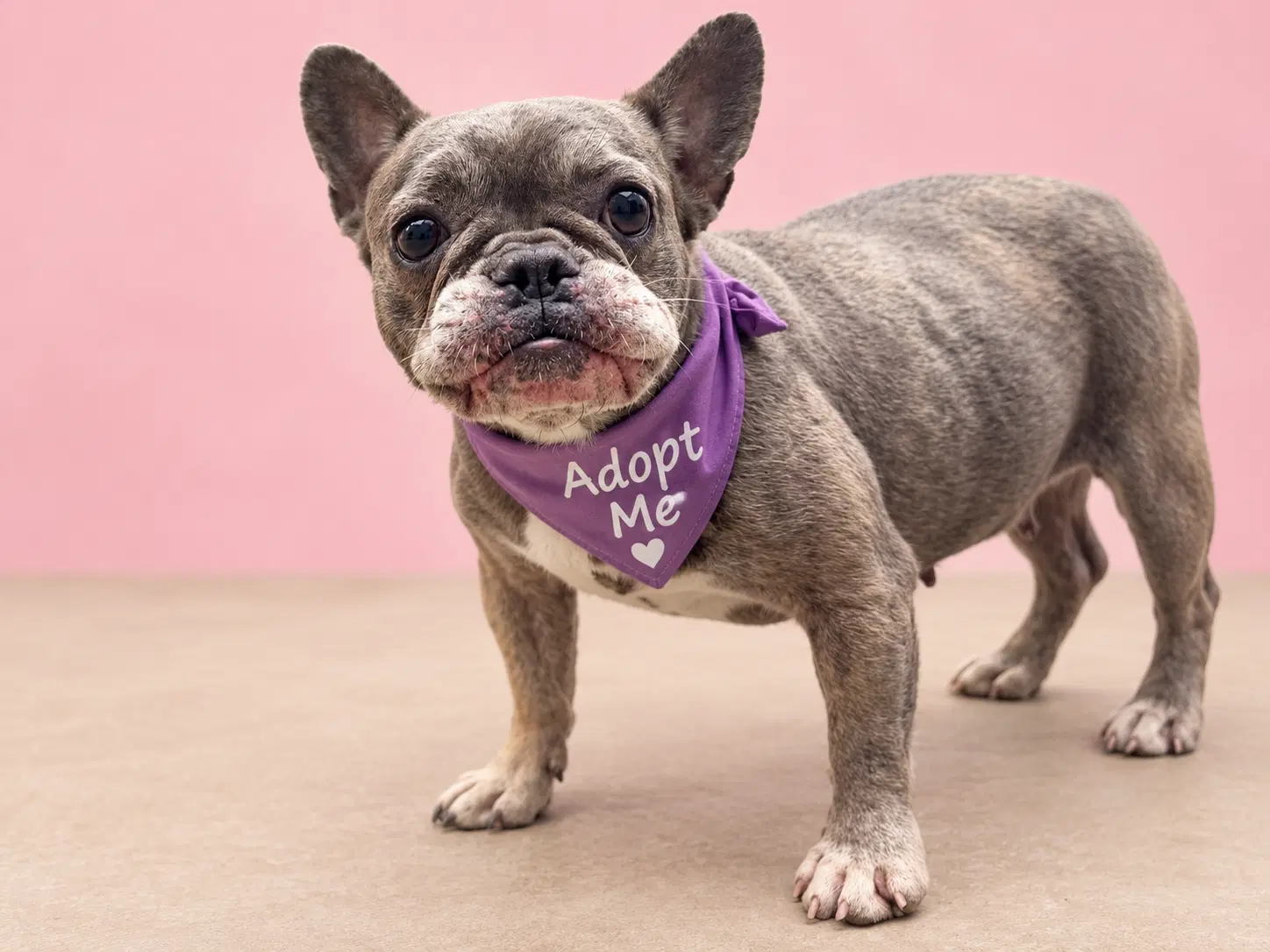 Leche - French Bulldog