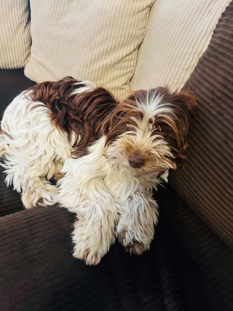 Peluches, photo 3