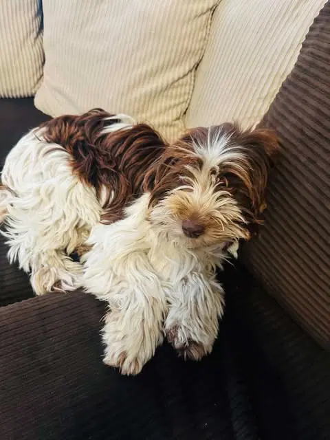 Peluches image 3
