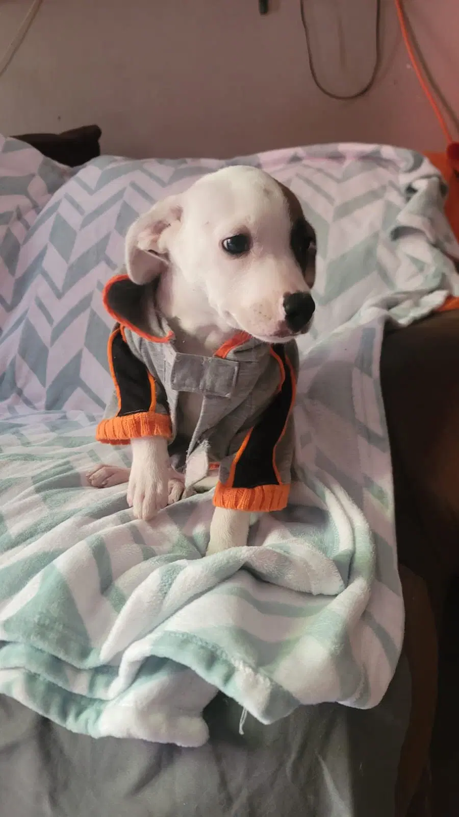 Pirata image 3