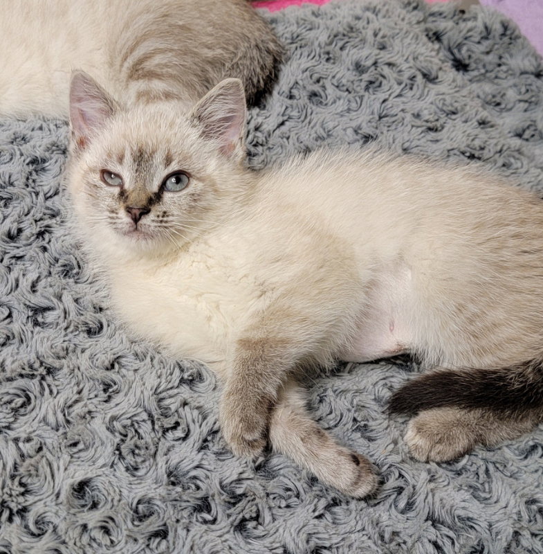 Cats for Adoption in Kenosha, Wisconsin Alpha Paw