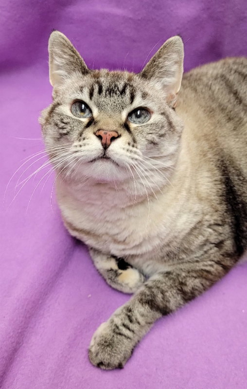 Cats for Adoption in Dupage County, Illinois Alpha Paw