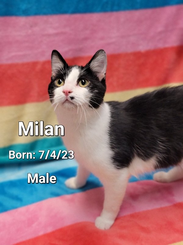 adoptable Cat in Antioch, IL named Milan