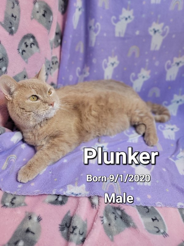 adoptable Cat in Antioch, IL named Plunker