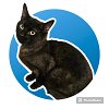 adoptable Cat in antioch, IL named Sonic