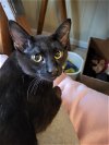 adoptable Cat in , IL named Knuckles