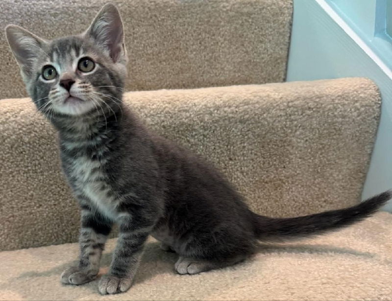 adoptable Cat in Antioch, IL named Stormy