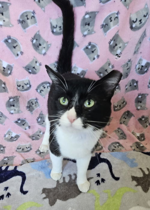 picture of the cat needing adoption