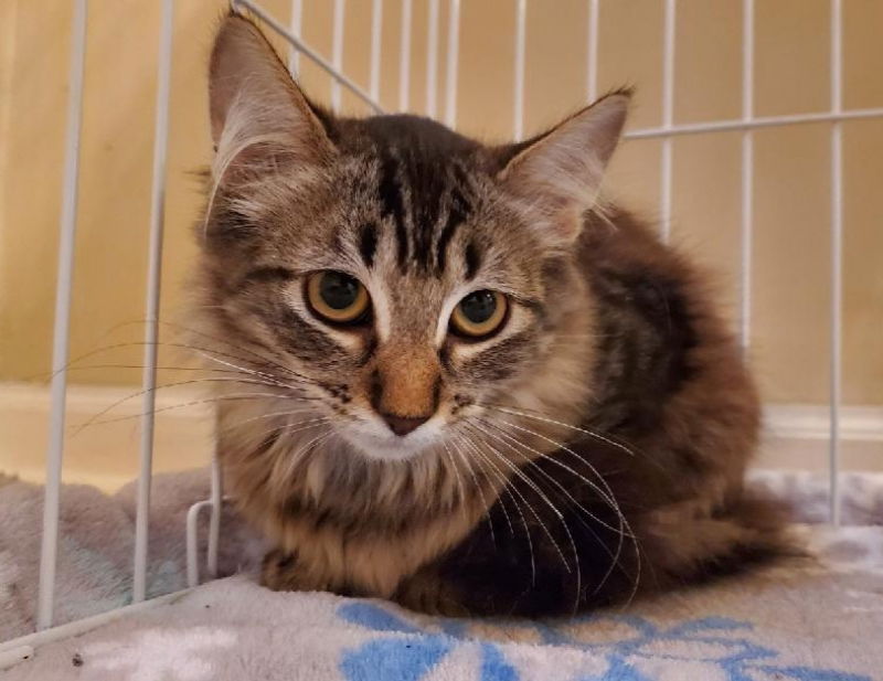 adoptable Cat in Antioch, IL named Unicorn