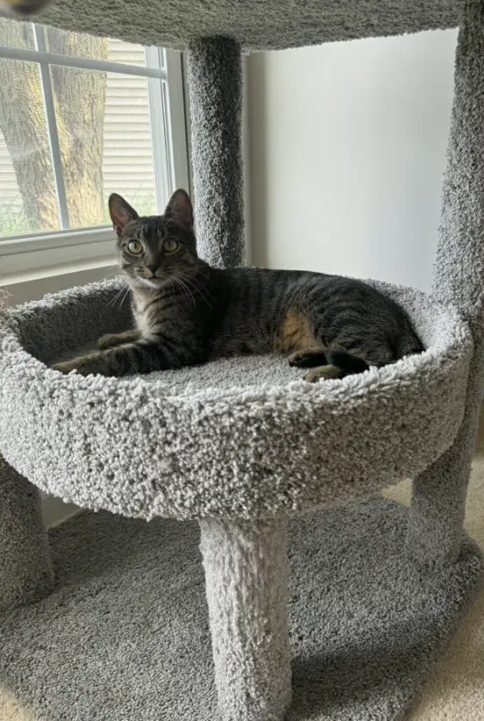 Leo - Domestic Short Hair