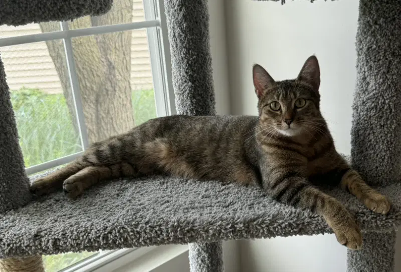 Nala - Domestic Short Hair