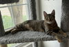 Nala - Photo 1