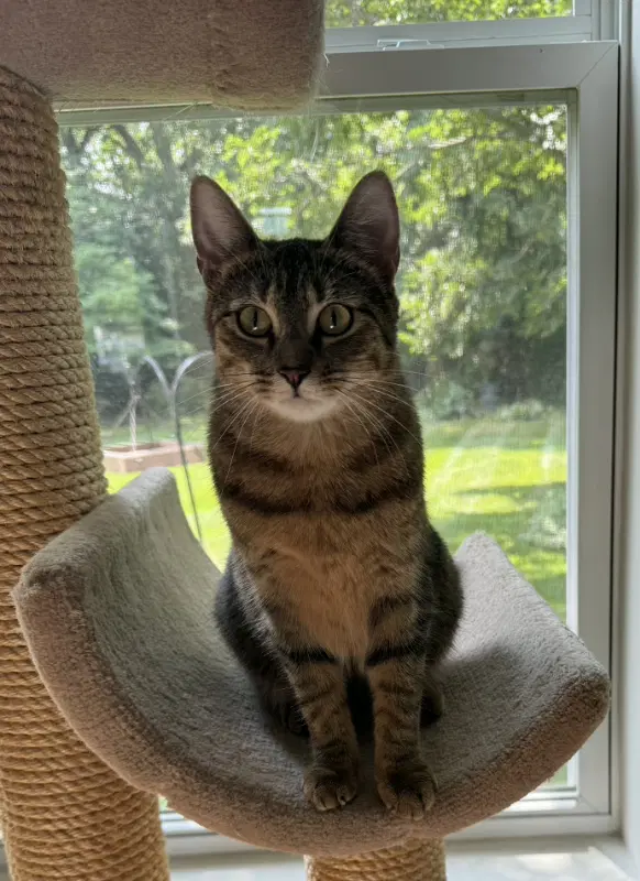 Nala image 2