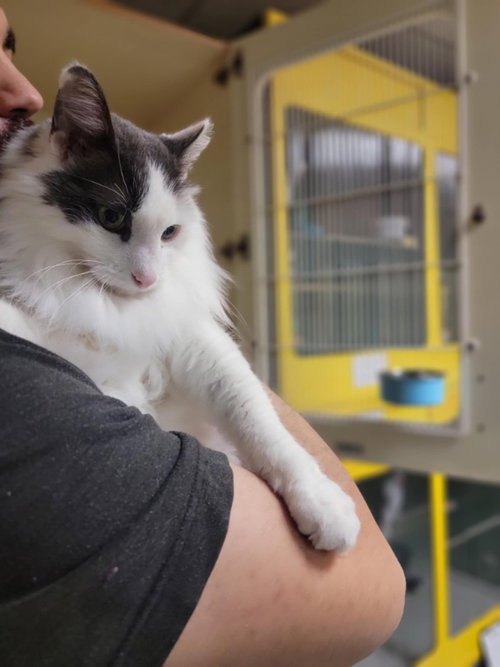 TURBO - Domestic Medium Hair available for adoption