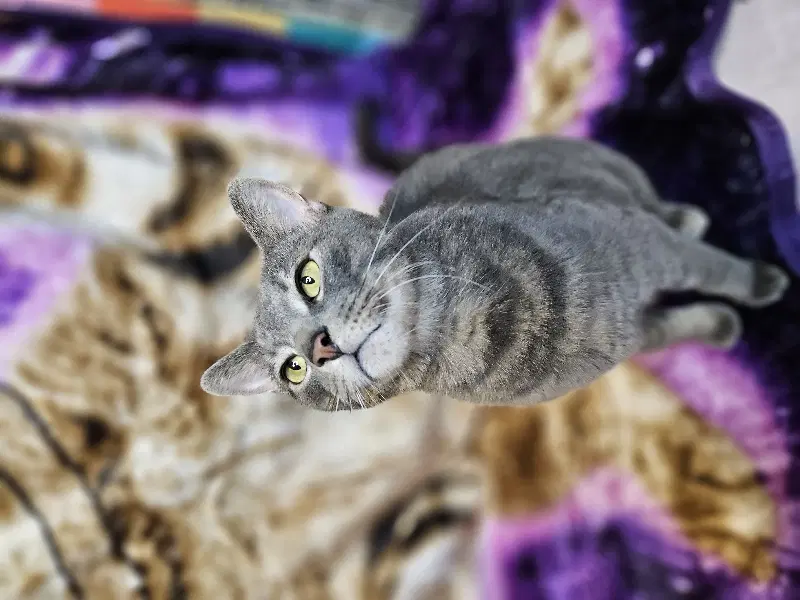 Tucker - Domestic Short Hair