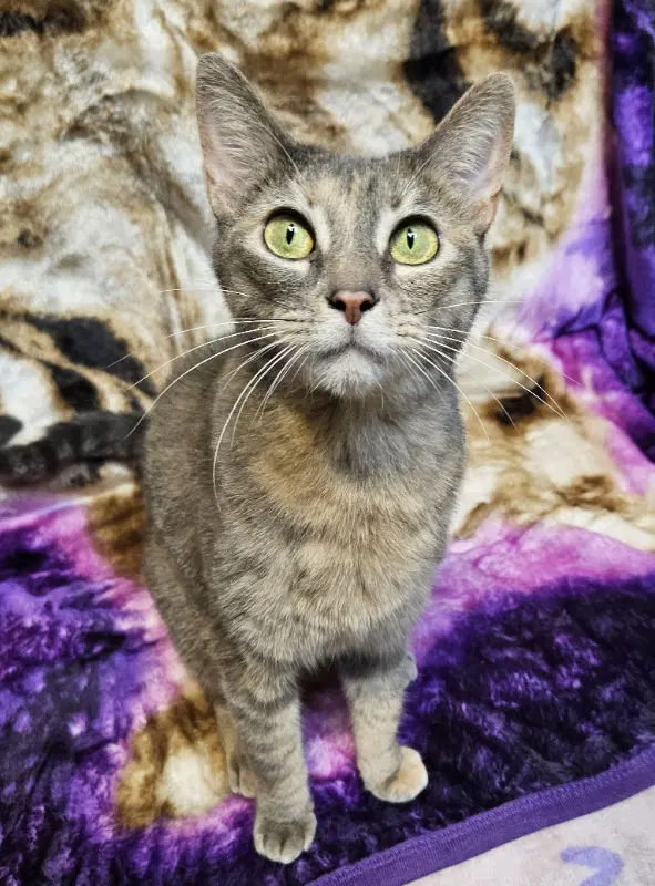 Rena - Domestic Short Hair