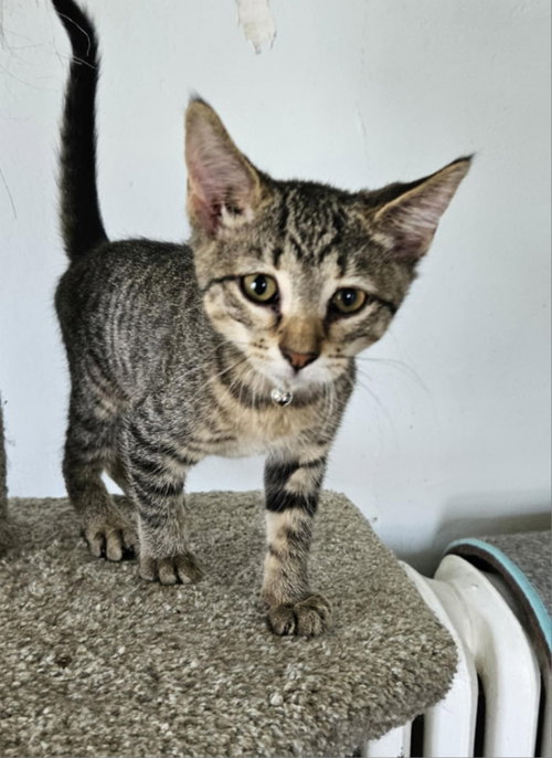 PICOLA - Domestic Short Hair available for adoption