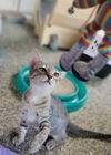 adoptable Cat in , IL named White Tip
