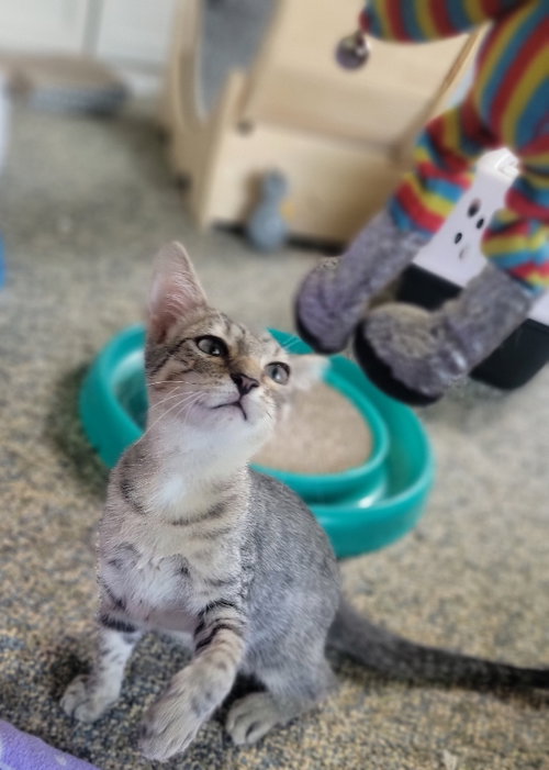 picture of the cat needing adoption