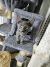 adoptable Cat in , IL named Grigio