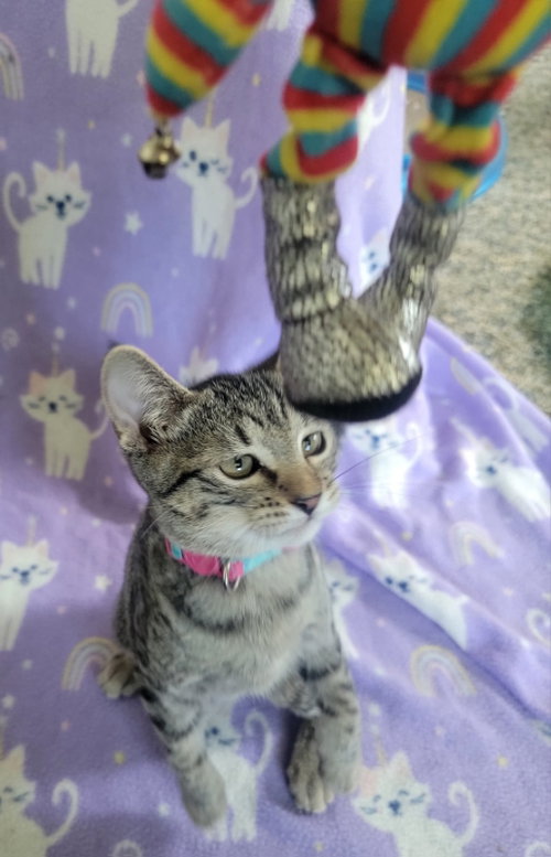 picture of the cat needing adoption