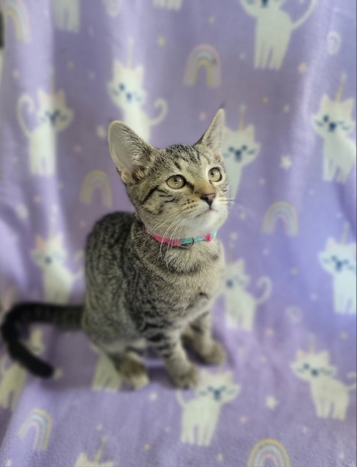 SAD EYES - Domestic Short Hair available for adoption