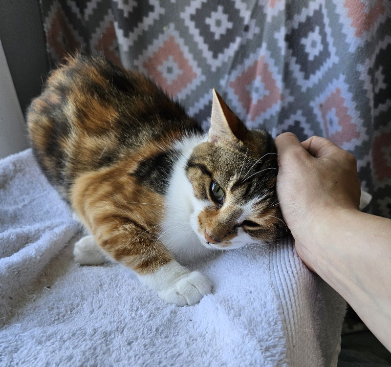 adoptable Cat in Antioch, IL named Spice