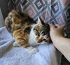 adoptable Cat in , IL named Spice