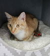 adoptable Cat in , IL named Pumpkin