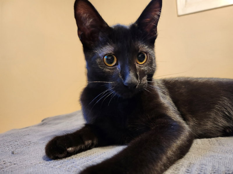 Binx