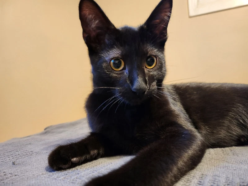 Binx