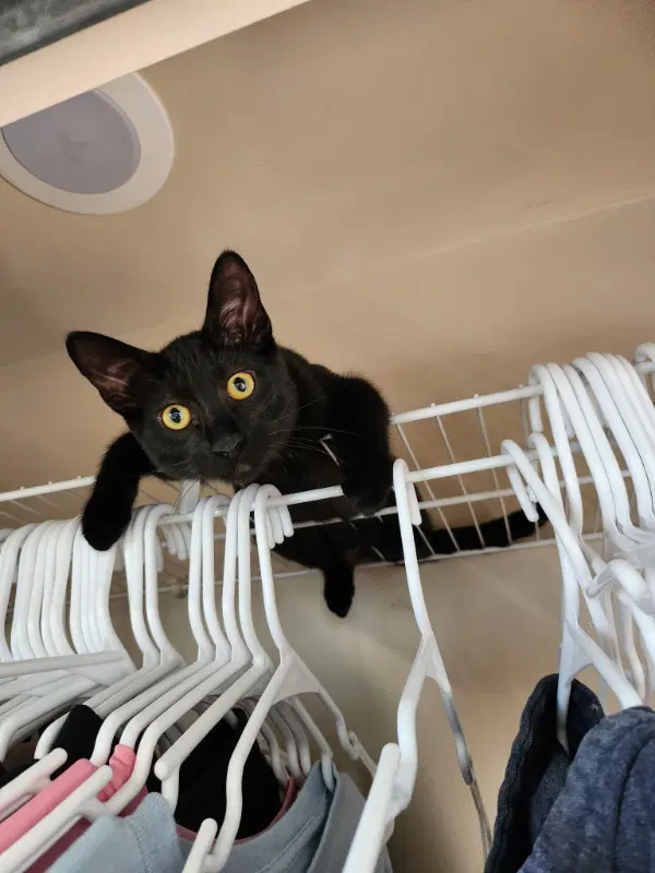 Binx image 2