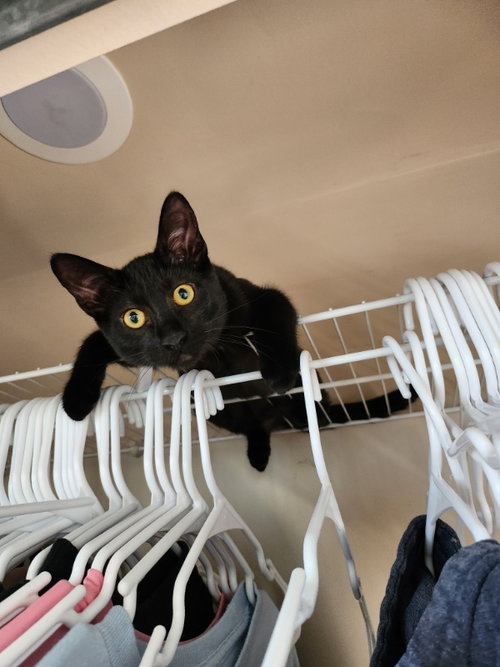 BINX - Domestic Short Hair available for adoption