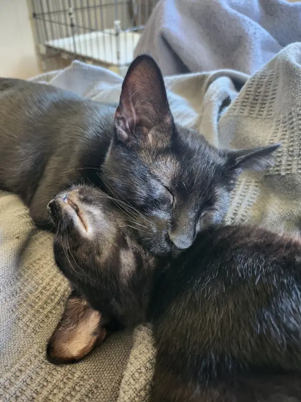 Binx image 3