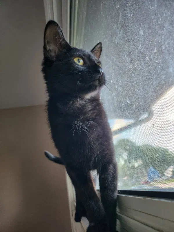 Jiji - Domestic Short Hair