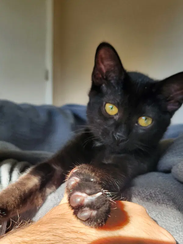 Jiji image 2