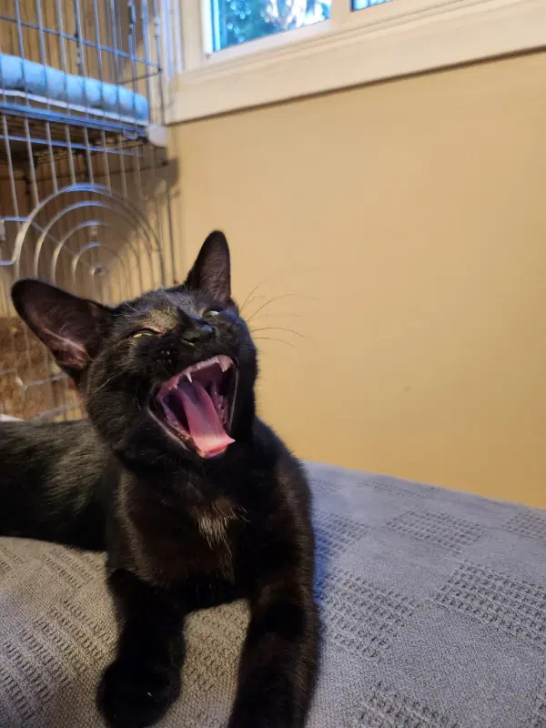 Jiji image 3