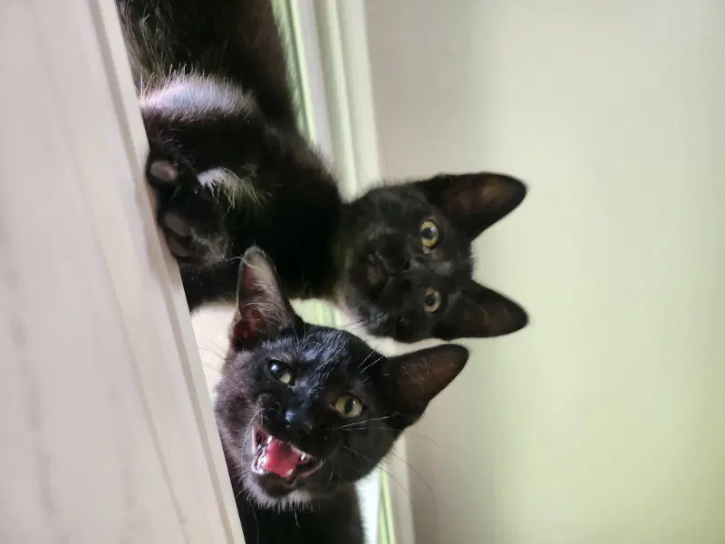 Jiji image 4