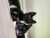 Jiji - Photo 4