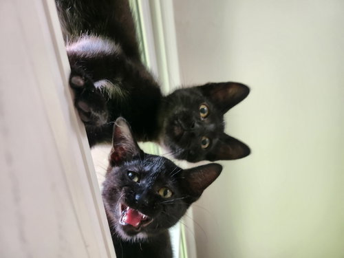 Photo 4 of Jiji